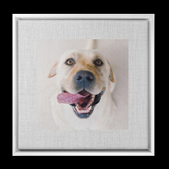 Framed photo of labrador on canvas print